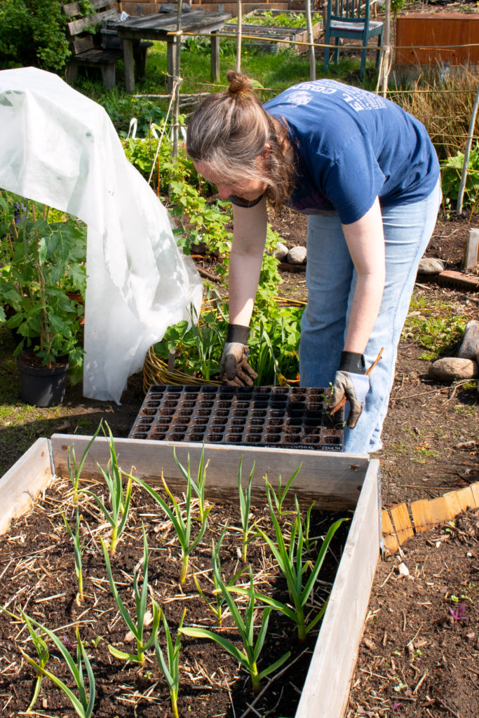 På bilden håller Johanna på att planera bönor. Hon står nedböjd och bär på en plastbricka där bönorna precis var.