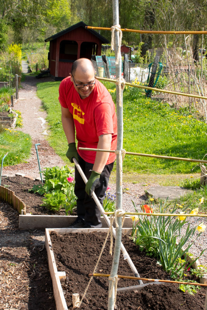 Tomas står och krattar jord i en trälåda.